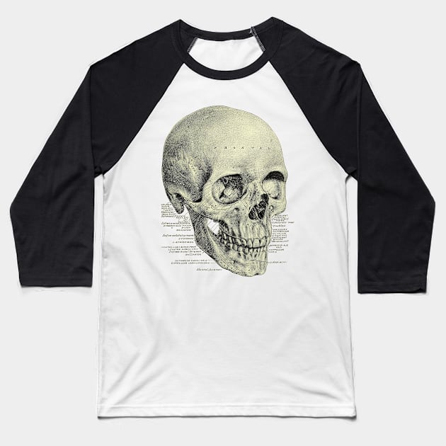 Victorian Anatomy Skull Baseball T-Shirt by Bugsponge